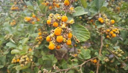 玉溪通海无刺黄泡熟啦！