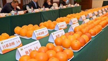 万州：美味甄选 柑橘四大“果王”出炉