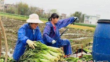 玉林玉州区时令春菜抢“鲜”上市 产销两旺促农增收