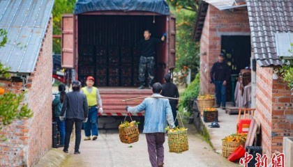 重庆万州：古红桔丰收 果农笑开颜