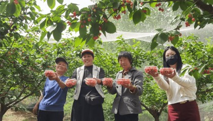 驻马店驿城区：樱桃红艳迎客来 采摘尝鲜正当时