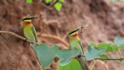 玉溪元江河谷的“精灵舞者”——栗喉蜂虎