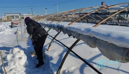 【哈尔滨新闻网】巴彦“小园玉米”助力庭院经济发展，邻县乡亲跟着干