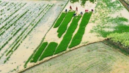 湖南衡阳：不误农时插早稻