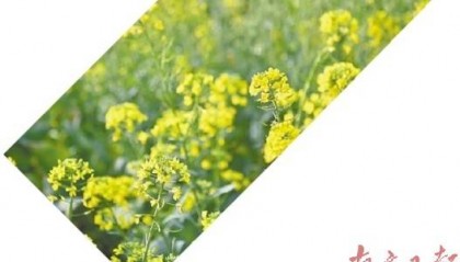 春日湛江 生机盎然