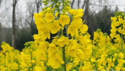 巴适！内江，最高气温→