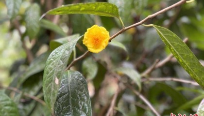 广西玉林：金花茶铺就乡村致富新路