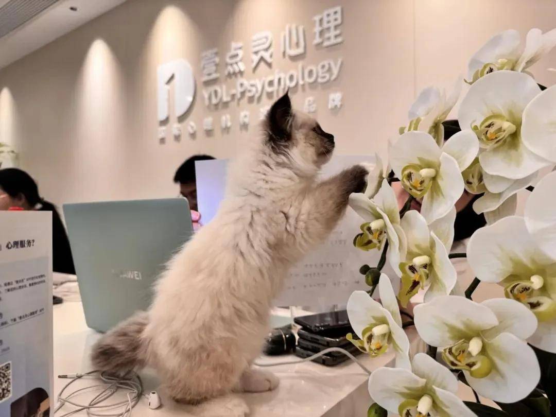 广州心理咨询价格战真相:有牌照的平台为何能媲美三甲医院?